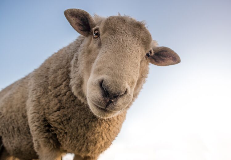 Schapen kunnen elkaars gezichten herkennen en zelfs die van mensen! Ze onthouden gezichten wel twee jaar lang.